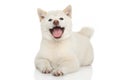 Happy Shiba-inu dog Royalty Free Stock Photo