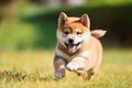 Happy Shibainu puppy running on green lawn Royalty Free Stock Photo