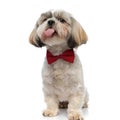 Happy Shih Tzu puppy panting and begging, wearing bowtie