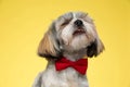 Happy Shih Tzu puppy wearing bowtie dreaming
