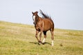 Happy shiny horse run free in meadow. horses power frontal in gallop Royalty Free Stock Photo