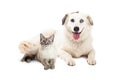 Happy Siamese Cat and Shepherd Dog Together