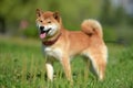 Happy siba-ken, a small Japanese dog,