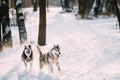 Happy Siberian Husky Dogs Running Together Outdoor In Snowy Park