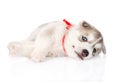 Happy Siberian Husky puppy. isolated on white background Royalty Free Stock Photo