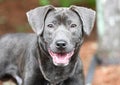 Happy Silver Lab Weimaraner mixed breed puppy outside on leash