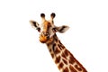 Happy simple on white head portrait of giraffe