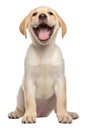 Happy sitting labrador retriever puppy on a transparent background