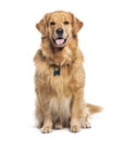 Happy sitting and panting Golden retriever dog looking at camera, Isolated on white Royalty Free Stock Photo