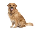 Happy sitting and panting Golden retriever dog looking at camera, Isolated on white Royalty Free Stock Photo