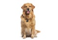 Happy sitting and panting Golden retriever dog looking at camera, wearing a collar and identification tag Royalty Free Stock Photo