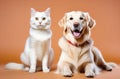 Happy sitting and panting Golden retriever dog and white cat looking at camera, Isolated on peach color background Royalty Free Stock Photo