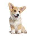 Happy sitting Puppy Welsh Corgi Pembroke, 14 Weeks old, isolated on white