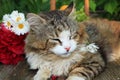 Happy sleeping country cat in daisies in summer on a wooden table.