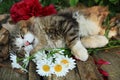 Happy sleeping country cat in daisies in summer on a wooden table.