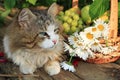 Happy sleeping country cat in daisies in summer on a wooden table.