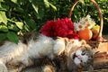 Happy sleeping country cat in daisies in summer on a wooden table.