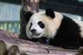 Fluffy Panda in Shanghai, China
