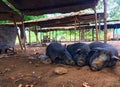 Happy Sleepy pig on the dirt