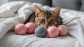 Happy sleepy tabby fluffy cat plays with beautiful balls, skeins of thread. The kitten looks at the camera Royalty Free Stock Photo