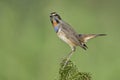 Happy slim brown bird with colorful chest and chin expose on top of mossy spot ove green background