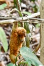 Happy sloth hanging on the tree