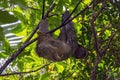 Happy Sloth hanging in a tree