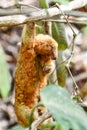 Happy sloth hanging on the tree