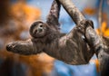 A happy sloth hanging from a tree Royalty Free Stock Photo