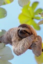 Happy sloth