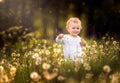 Happy small caucasian child blowing dandelion seeds Royalty Free Stock Photo