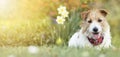 Happy small cute dog puppy smiling in the grass with flowers, pet greeting card, banner Royalty Free Stock Photo