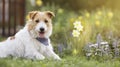 Happy small cute pet dog puppy smiling in the grass with flowers, web banner Royalty Free Stock Photo