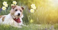 Happy small cute pet dog puppy smiling in the grass with flowers, web banner Royalty Free Stock Photo