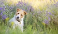 Happy small cute smiling pet dog puppy sitting in the lavender field