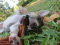 Happy small dog lying grass with coconut husk Royalty Free Stock Photo