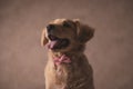 Happy small elegant golden retriever puppy sticking out tongue Royalty Free Stock Photo