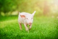 Happy small pig running over a green field. Funny animals emotions. Royalty Free Stock Photo