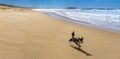 Happy small poodle cross dog running free along Warilla Beach, NSW, Australia, a leash free dog beach