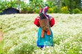 Happy smile hill tribe Chrysanthemum garden Royalty Free Stock Photo