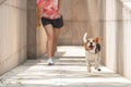 Happy smiley face beagle dog running and playing fetch jumping in the air with floppy ears and long tongue