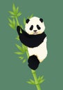 Happy smiling baby giant panda climbing green bamboo tree. Black and white chinese bear cub.