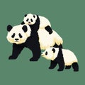 Happy smiling baby giant panda riding on the back of an adult panda with another panda cub walking near. Chinese bear family. Royalty Free Stock Photo