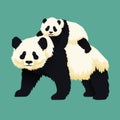 Happy smiling baby giant panda riding on the back of an adult panda. Chinese bear family. Mother or father and child.