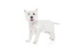 Happy, smiling, beautiful purebred dog, west highland white terrier standing isolated on white studio background Royalty Free Stock Photo