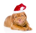 happy smiling Bordeaux puppy dog in red santa hat. isolated on white Royalty Free Stock Photo