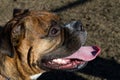 Happy Smiling Boxer Dog Portrait Royalty Free Stock Photo