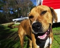 Happy Smiling Brown Dog