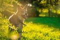 Happy smiling brown dog in sun beam on lawn on summer day. Green bush, sunshine and domestic pet on walk Royalty Free Stock Photo