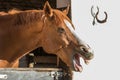 Happy smiling brown horse in the morning in his stall